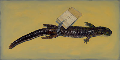 painting of blue spotted salamander