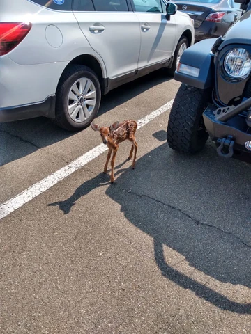 fawn in parking lot